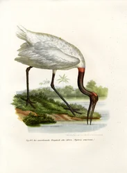 Ibis Madera Americano, 1864